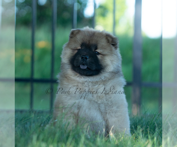 Medium Photo #31 Chow Chow Puppy For Sale in WARSAW, IN, USA