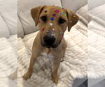 Small Photo #2 Labrador Retriever-Unknown Mix Puppy For Sale in Minneapolis, MN, USA