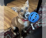 Small #2 Retriever  Mix