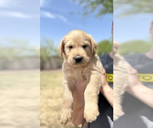 Medium Goldendoodle-Labrador Retriever Mix