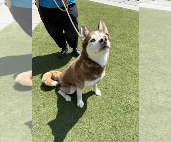 Medium Photo #2 Siberian Husky Puppy For Sale in Salinas, CA, USA