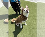 Small #1 Siberian Husky
