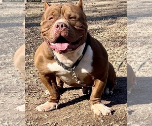 American Bully Puppy for sale in FAYETTEVILLE, NC, USA