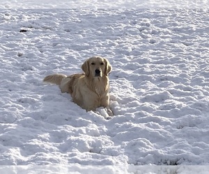 Father of the Golden Retriever puppies born on 05/08/2025