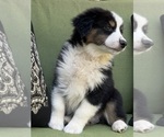 Puppy Christopher Miniature Australian Shepherd
