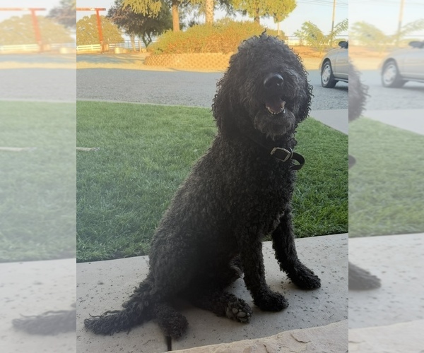 Medium Photo #1 Labradoodle mix (+ Poodle Standard) Puppy For Sale in MOKELUMNE HILL, CA, USA