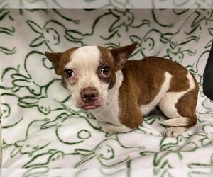 Boston Huahua Dogs for adoption in HESPERIA, CA, USA
