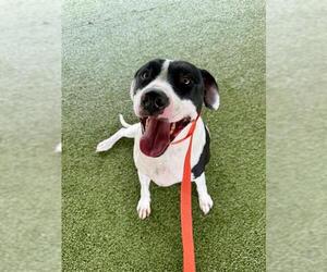 Mutt Dogs for adoption in Fayetteville, NC, USA