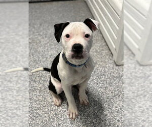 American Bulldog-Unknown Mix Dogs for adoption in Westminster, MD, USA