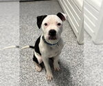 Small American Bulldog Mix