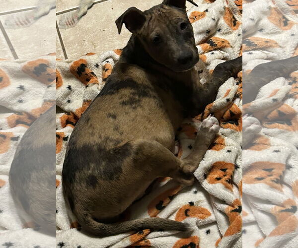 Medium Photo #2 Catahoula Leopard Dog-Unknown Mix Puppy For Sale in Okolona, MS, USA