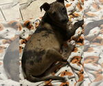 Small #1 Catahoula Leopard Dog Mix
