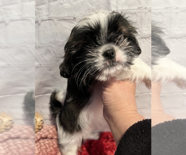 Medium Photo #1 Shih Tzu Puppy For Sale in ROSEVILLE, OH, USA