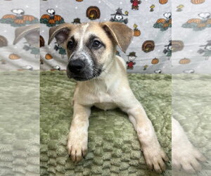 261570  Latte - Female Border Collie-Unknown Mix Dog for Adoption - Photo #2