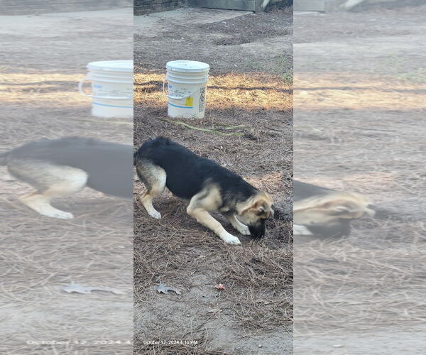 Medium Photo #3 German Shepherd Dog Puppy For Sale in Montgomery, AL, USA