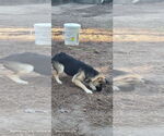 Small #2 German Shepherd Dog