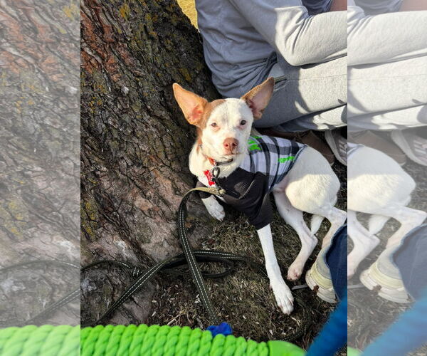 Medium Photo #9 Rat-Cha Puppy For Sale in Grafton, WI, USA