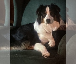 Father of the F2 Aussiedoodle puppies born on 09/14/2025