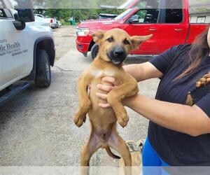 German Shepherd Dog Dogs for adoption in Houston, TX, USA