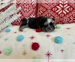 Small Photo #14 French Bulldog Puppy For Sale in MYRTLE BEACH, SC, USA
