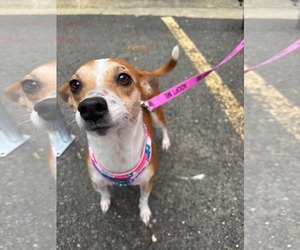 Chihuahua-Unknown Mix Dogs for adoption in Morganville, NJ, USA