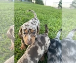 Small Photo #3 Dachshund Puppy For Sale in DENHAM SPRINGS, LA, USA