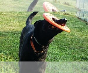 Colby - Male German Shepherd Dog Dog for Adoption - Photo #8