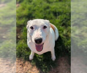 American Pit Bull Terrier-Bull Terrier Mix Dogs for adoption in El Centro, CA, USA