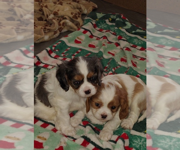 Medium Photo #8 Cavalier King Charles Spaniel Puppy For Sale in GRAHAM, WA, USA