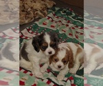 Small #7 Cavalier King Charles Spaniel