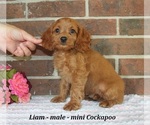 Small #2 Cockapoo (Miniature)