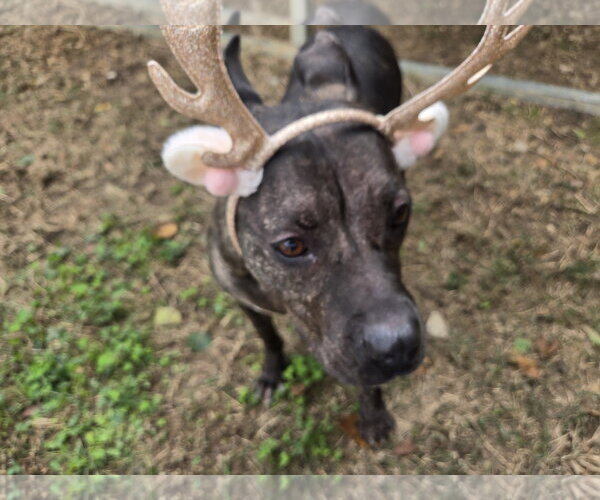 Medium Photo #7 American Staffordshire Terrier-Unknown Mix Puppy For Sale in Jackson, MS, USA