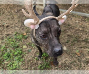 Bat Girl - Female American Staffordshire Terrier-Unknown Mix Dog for Adoption - Photo #7