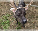 Small #6 American Staffordshire Terrier Mix
