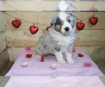 Small #3 Australian Shepherd