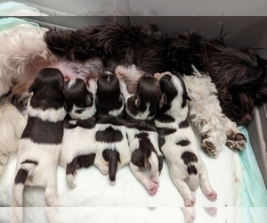 Medium Havanese