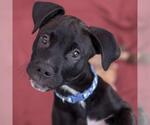 Small #7 Colonial Cocker Spaniel Mix