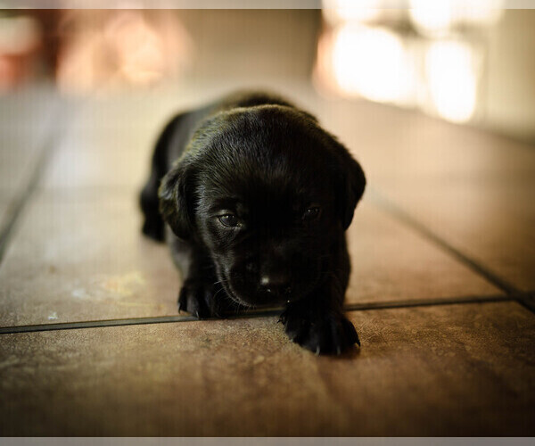 Medium Photo #4 Labrador Retriever Puppy For Sale in CARSON CITY, NV, USA