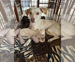 Small Photo #2 Chihuahua-Unknown Mix Puppy For Sale in bloomington, IL, USA