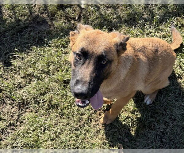 Medium Photo #1 German Shepherd Dog Puppy For Sale in Riverside, CA, USA