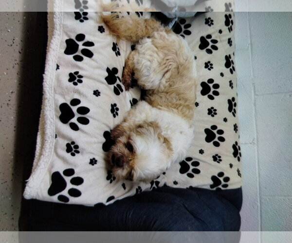 Medium Photo #2 Shih Tzu Puppy For Sale in York, SC, USA