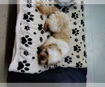 Small #1 Shih Tzu