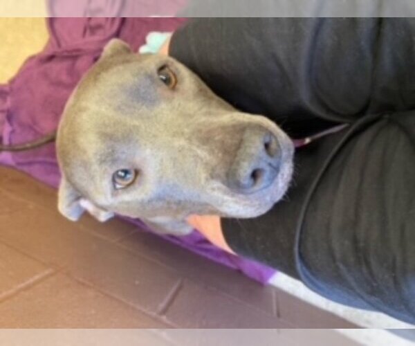 Medium Photo #6 American Pit Bull Terrier Puppy For Sale in Fairfax, VA, USA