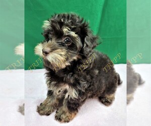 Poovanese Puppy for sale in TECUMSEH, MI, USA