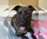 Small #3 Holland Shepherd Mix