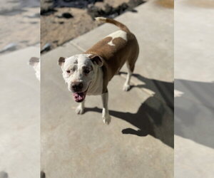 CALI #5 - Female Mutt Dog for Adoption - Photo #3