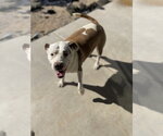 Small Photo #3 Mutt Puppy For Sale in Chandler, AZ, USA