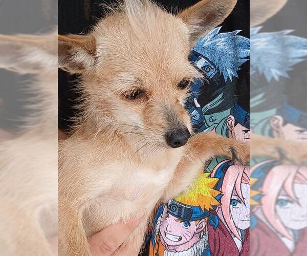 Medium Photo #1 Mutt Puppy For Sale in San Antonio, TX, USA