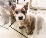 Small Photo #3 Australian Cattle Dog Puppy For Sale in LAKELAND, FL, USA