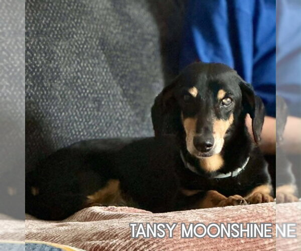 Medium Photo #8 Dachshund Puppy For Sale in San Antonio, TX, USA